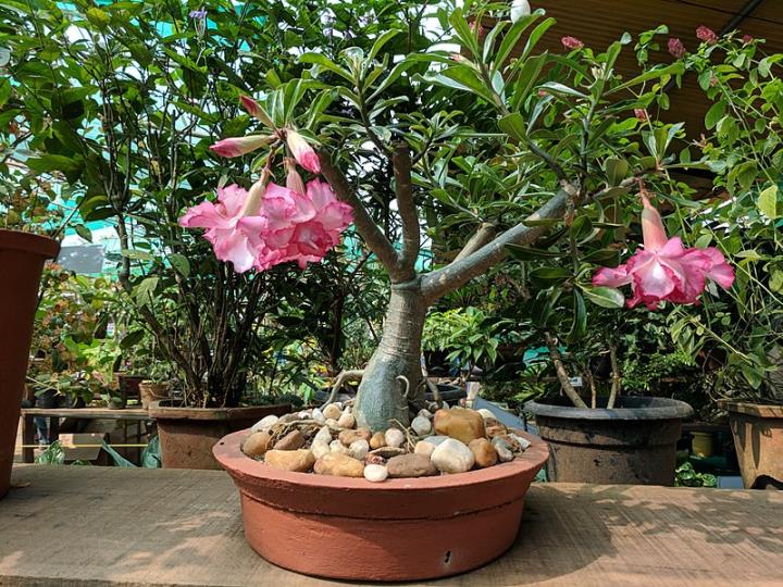 Rosa do deserto(Adenium Obesum) Bonsai | | Paisagismo Digital