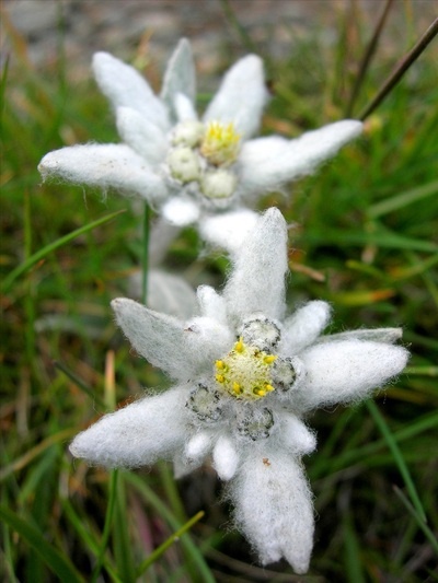 Edelweiss, uma flor que nunca teremos aqui | Paisagismo Digital |  Paisagismo Digital