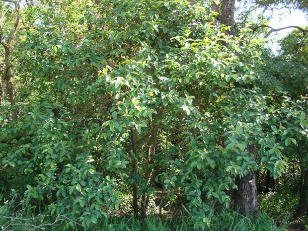 GOIABEIRA (Psidium guajava)