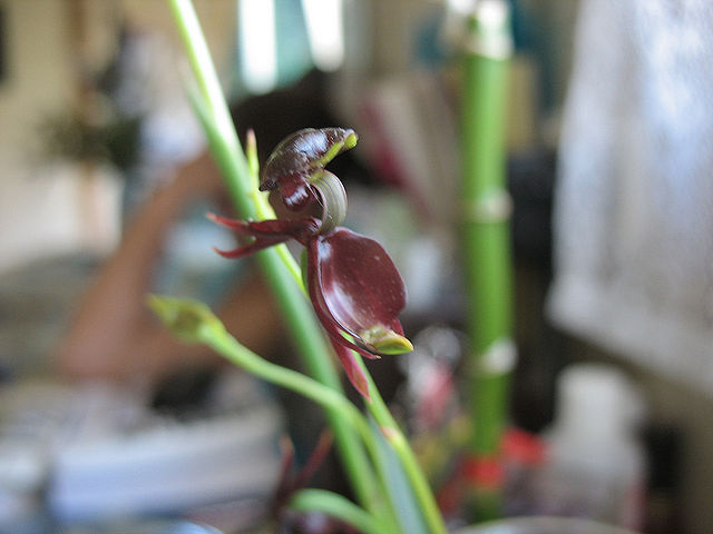 A Orquídea 