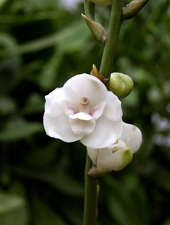 A Orquídea 