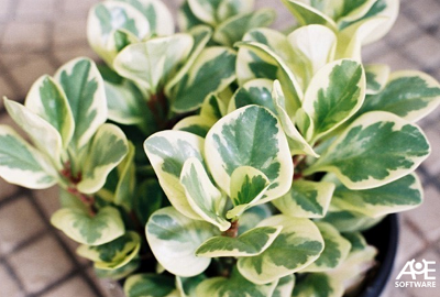 Que plantas escolher para locais com pouca luz e sombrios