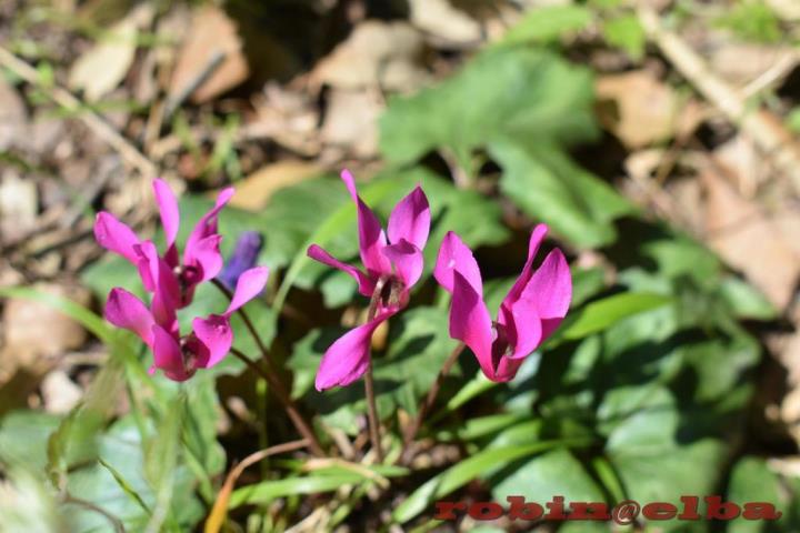  Cyclamen por Robinelba no iNaturalist