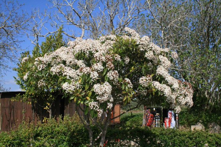  Viburnum tinus por Guilherme Motta