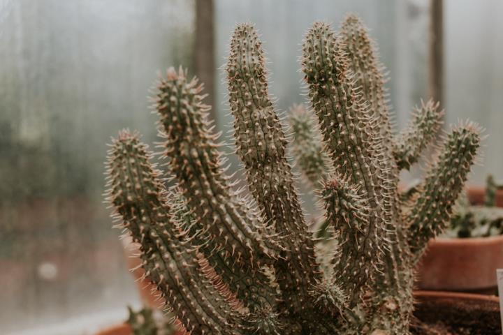 Cactos