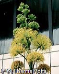 Agave americana Agave americana