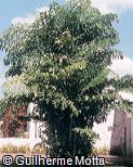 Caryota mitis Caryota mitis