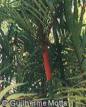 Cyrtostachys renda Cyrtostachys renda