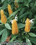 Pachystachys lutea Pachystachys lutea