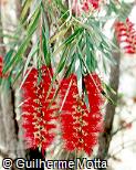 Callistemon viminalis Callistemon viminalis