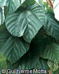 Ficus auriculata Ficus auriculata