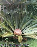 Cycas revoluta Cycas revoluta