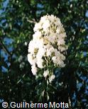 Lagerstroemia indica ´Alba´ Lagerstroemia indica ´Alba´