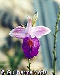 Arundina graminifolia Arundina graminifolia