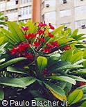 Plumeria rubra Plumeria rubra