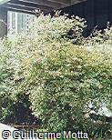 Abelia x grandiflora Abelia x grandiflora