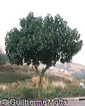 Artocarpus heterophyllus Artocarpus heterophyllus