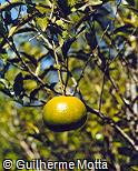 Citrus reticulata Citrus reticulata