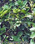 Citrus limon Citrus limon