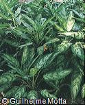Aglaonema ´King Of Siam´ Aglaonema ´King Of Siam´
