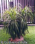 Beaucarnea recurvata Beaucarnea recurvata