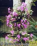 Cattleya labiata Cattleya labiata