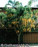 Cassia fistula Cassia fistula