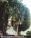 Dracaena fragrans ´Massangeana´ Dracaena fragrans ´Massangeana´