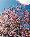 Handroanthus impetiginosus Handroanthus impetiginosus