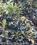 Eriobotrya japonica Eriobotrya japonica