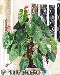 Anthurium andraeanum Anthurium andraeanum