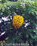 Caesalpinia pluviosa var. peltophoroides Caesalpinia pluviosa var. peltophoroides