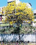 Handroanthus chrysotrichus Handroanthus chrysotrichus