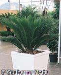 Cycas revoluta Cycas revoluta