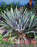 Yucca filamentosa Yucca filamentosa