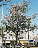Handroanthus impetiginosus Handroanthus impetiginosus