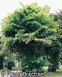 Caryota mitis Caryota mitis
