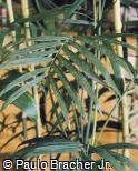 Chamaedorea seifrizii Chamaedorea seifrizii