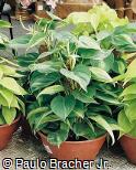 Philodendron hederaceum ´Brasil´