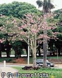 Ceiba speciosa Ceiba speciosa