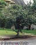 Psidium guajava Psidium guajava