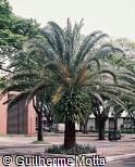 Phoenix canariensis Phoenix canariensis
