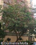 Bauhinia blakeana Bauhinia blakeana