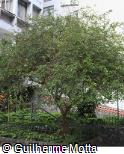 Punica granatum Punica granatum