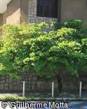 Bauhinia monandra Bauhinia monandra