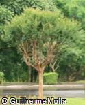Lagerstroemia indica Lagerstroemia indica