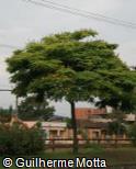 Caesalpinia pluviosa var. peltophoroides Caesalpinia pluviosa var. peltophoroides