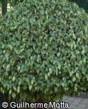 Ficus benjamina ´Variegata´ Ficus benjamina ´Variegata´