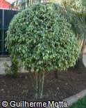 Ficus benjamina ´Variegata´ Ficus benjamina ´Variegata´